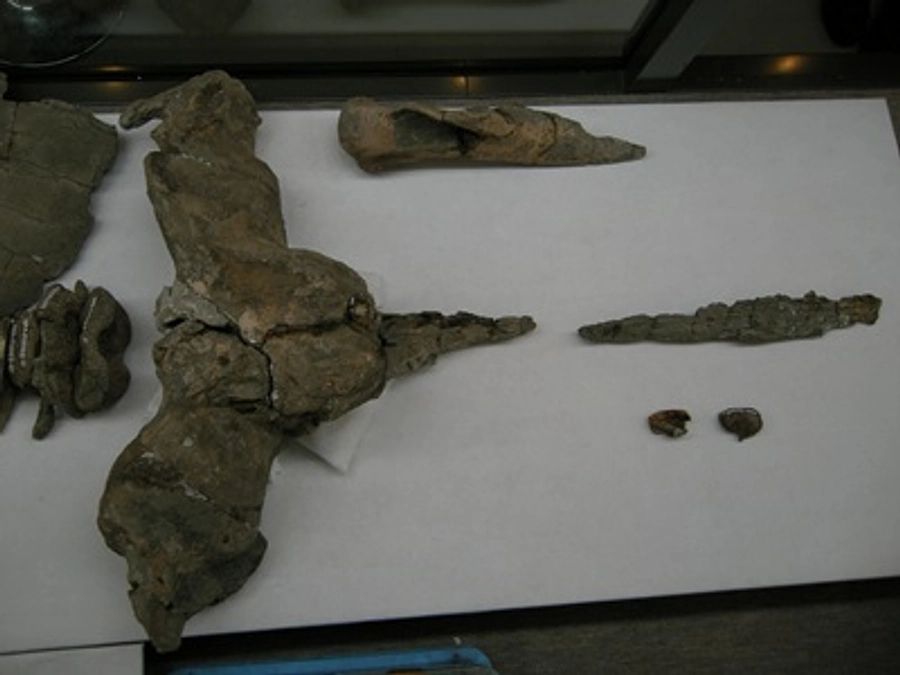 しんちゃんクジラ５