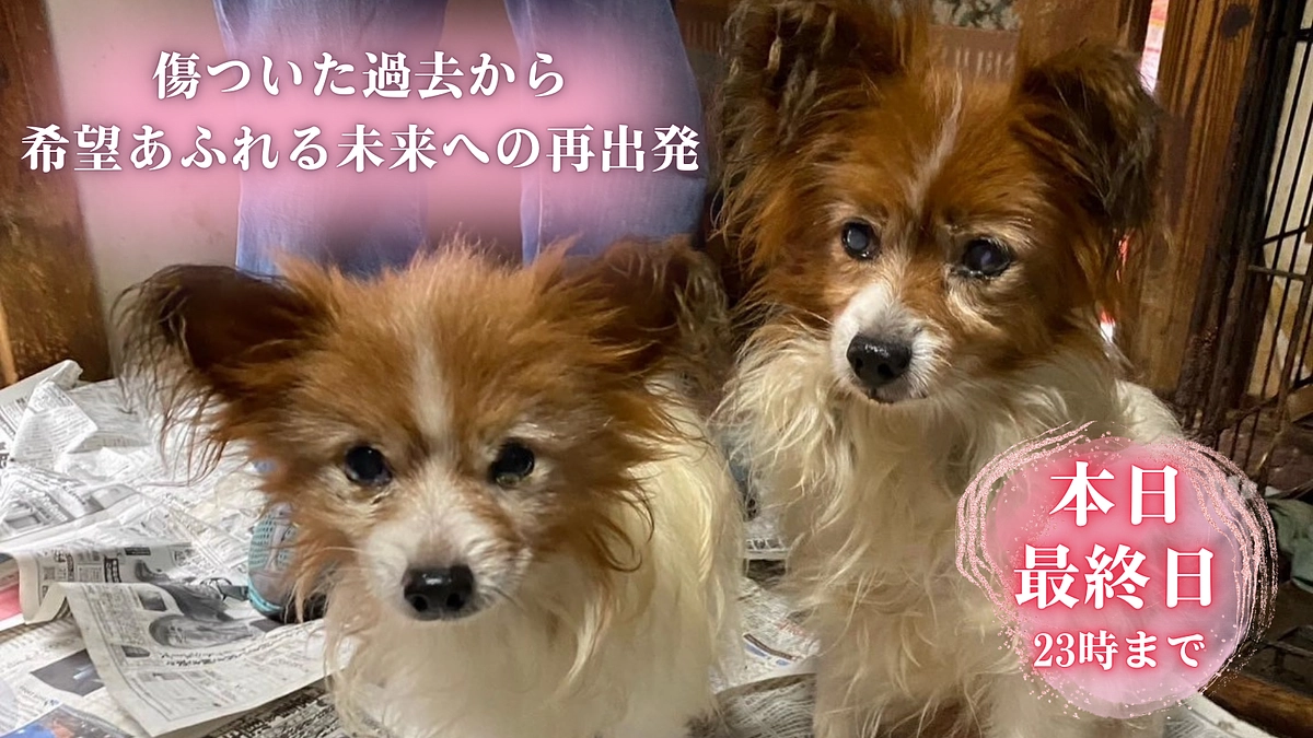 ついにクラウドファンディング最終日を迎えました！