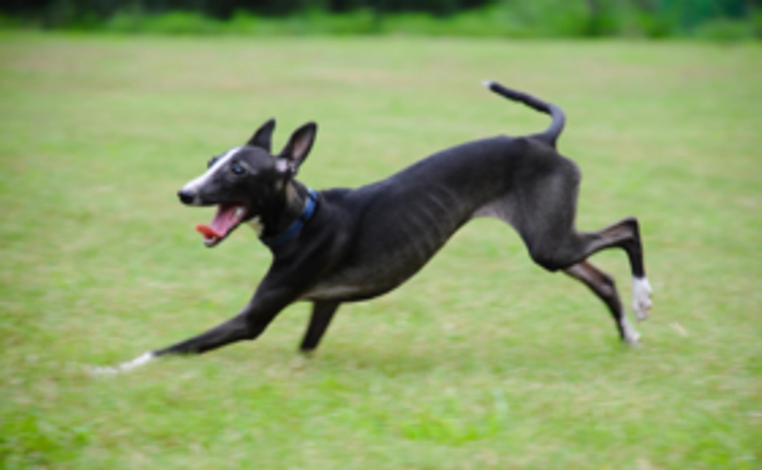 お気持ちコース