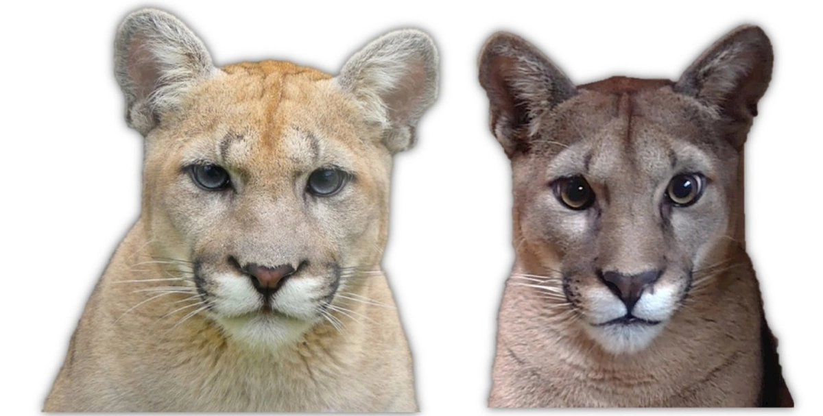 ピューマのペアリングを開始しました！（オス“タフ”とメス“ニーナ”の放飼場内同居について）