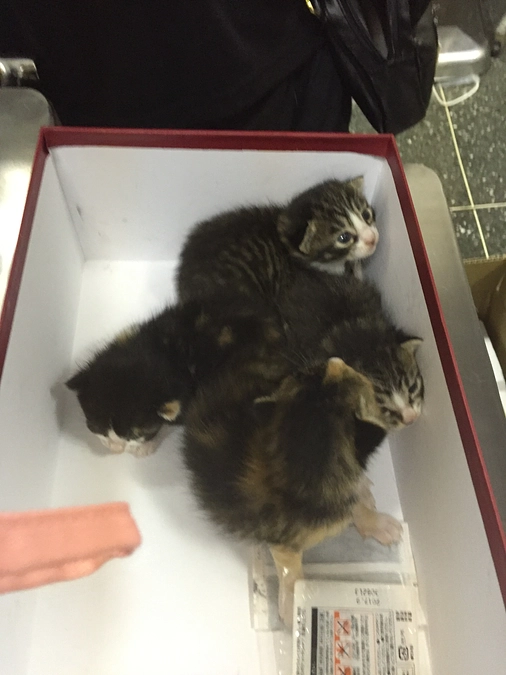 闇に閉ざされる子猫の運命を変えませんか？