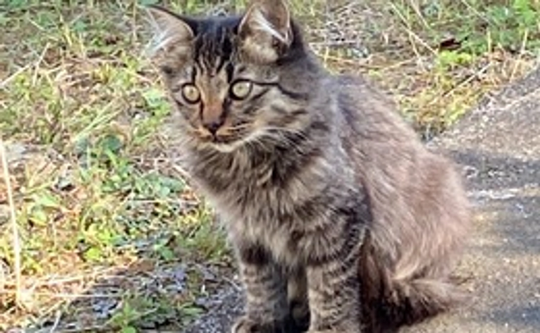 クロ捜索のお力をお貸しください！