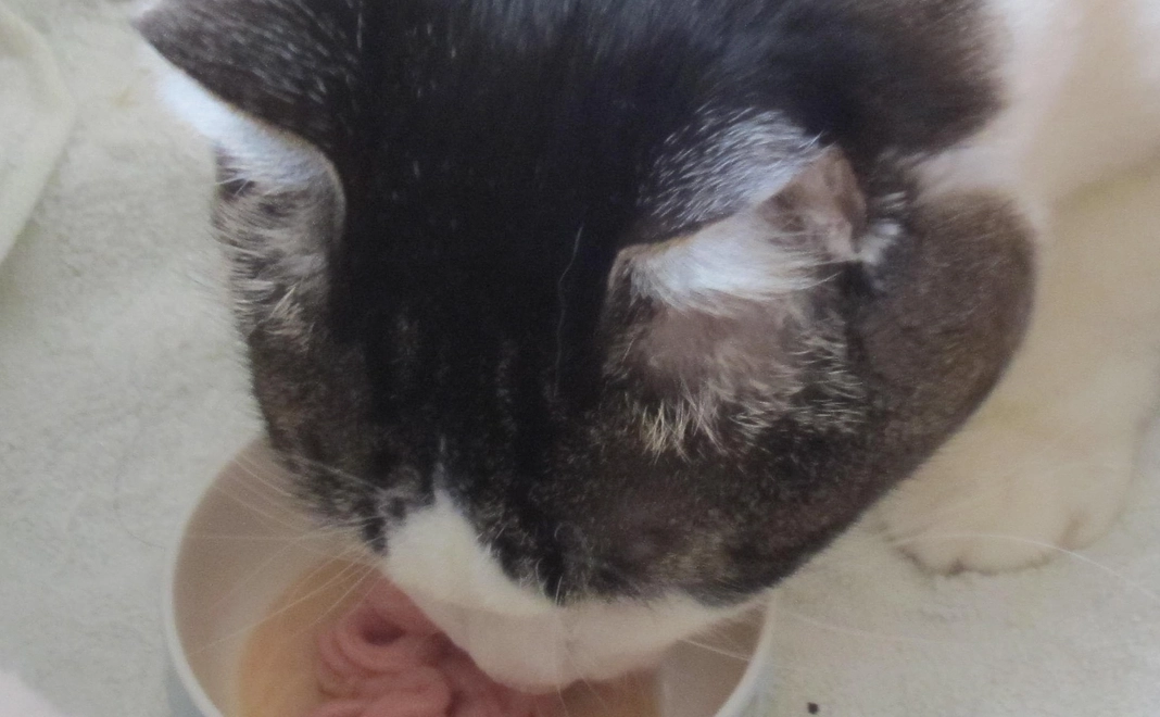 5000円コース／お礼のメール送信