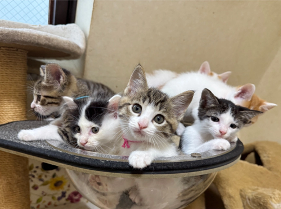 達成しました！100％　ありがとうございます（感涙