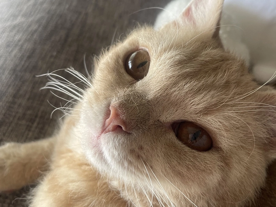 【あと10日】伏してご支援をお願い申し上げます🙇‍♀️