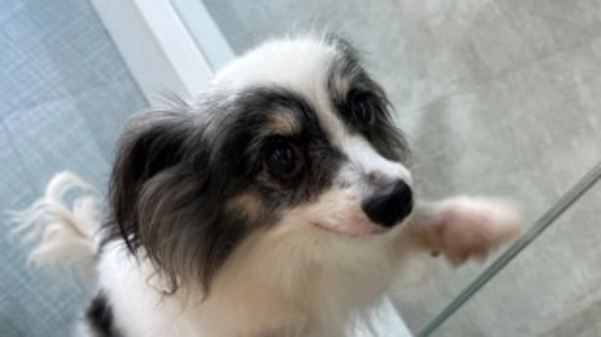 今日のチョコちゃん！(8月29日)