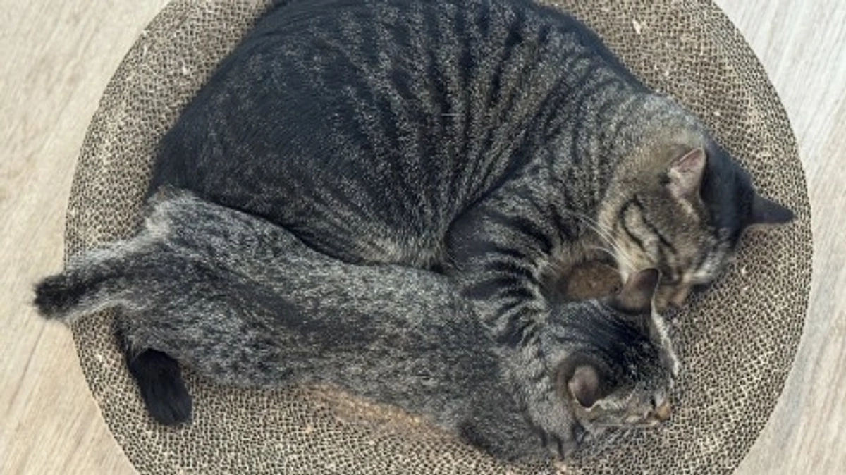 終了日まであと1日！どの子の命も諦めたくない！