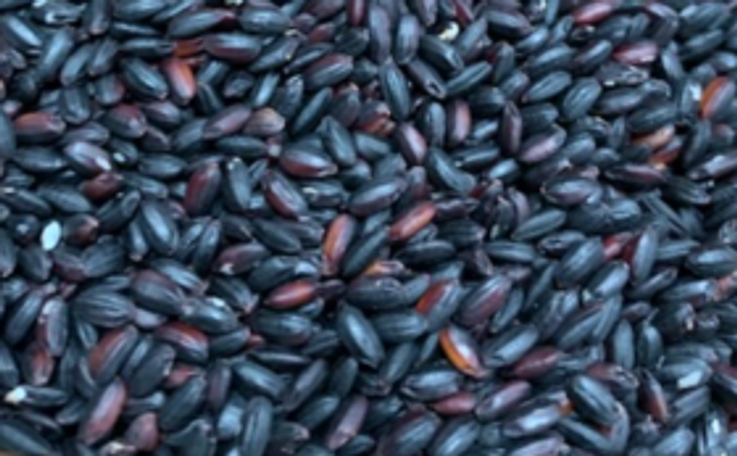 健康古代米　黒米　（朝紫）1.5㎏