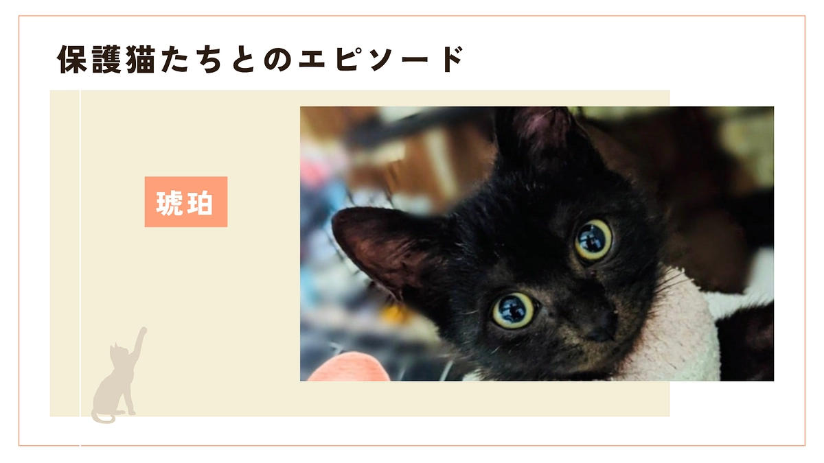 助かった小さな命〜琥珀君という仔猫