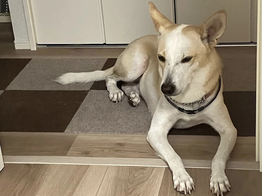 里親さまからのメッセージ　かんたのご家族より