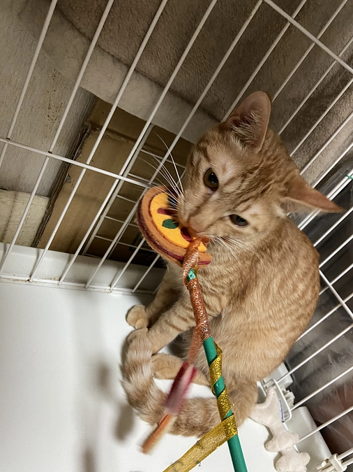 シナモン　FIP投薬42／84日