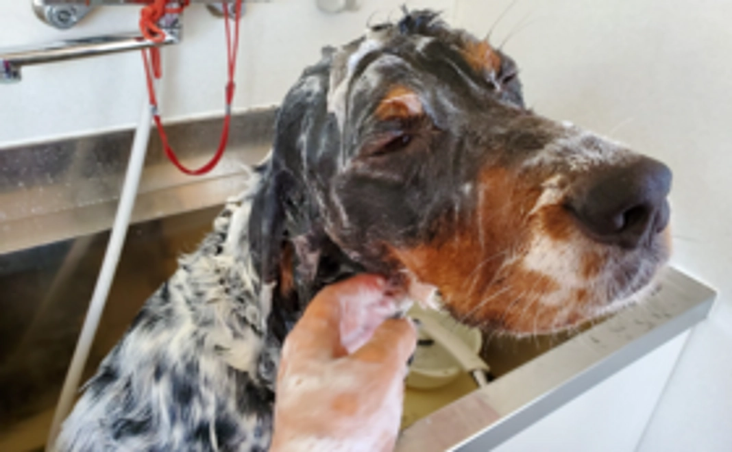 【達成特別リターン】トリミングお試し券