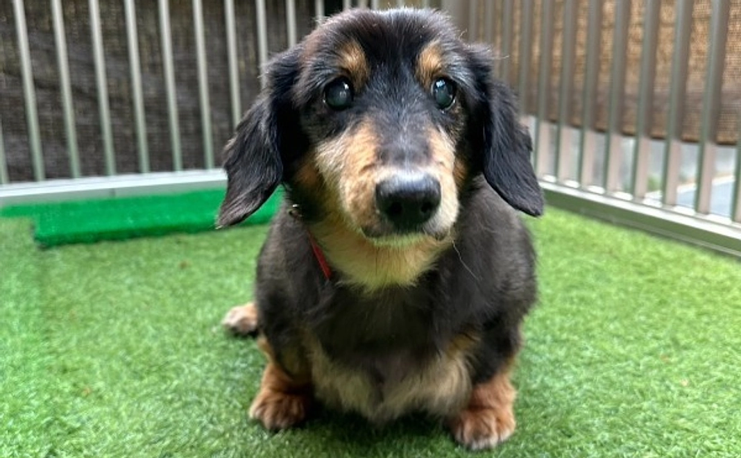 3千円|応援コース