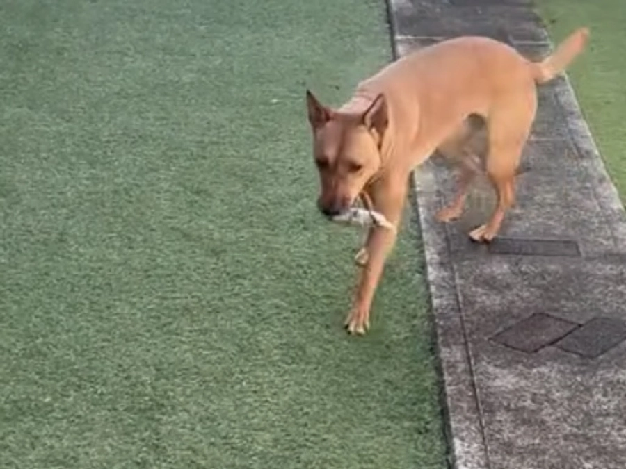 チラシ設置の協力店さま③茅ヶ崎市以外にも！