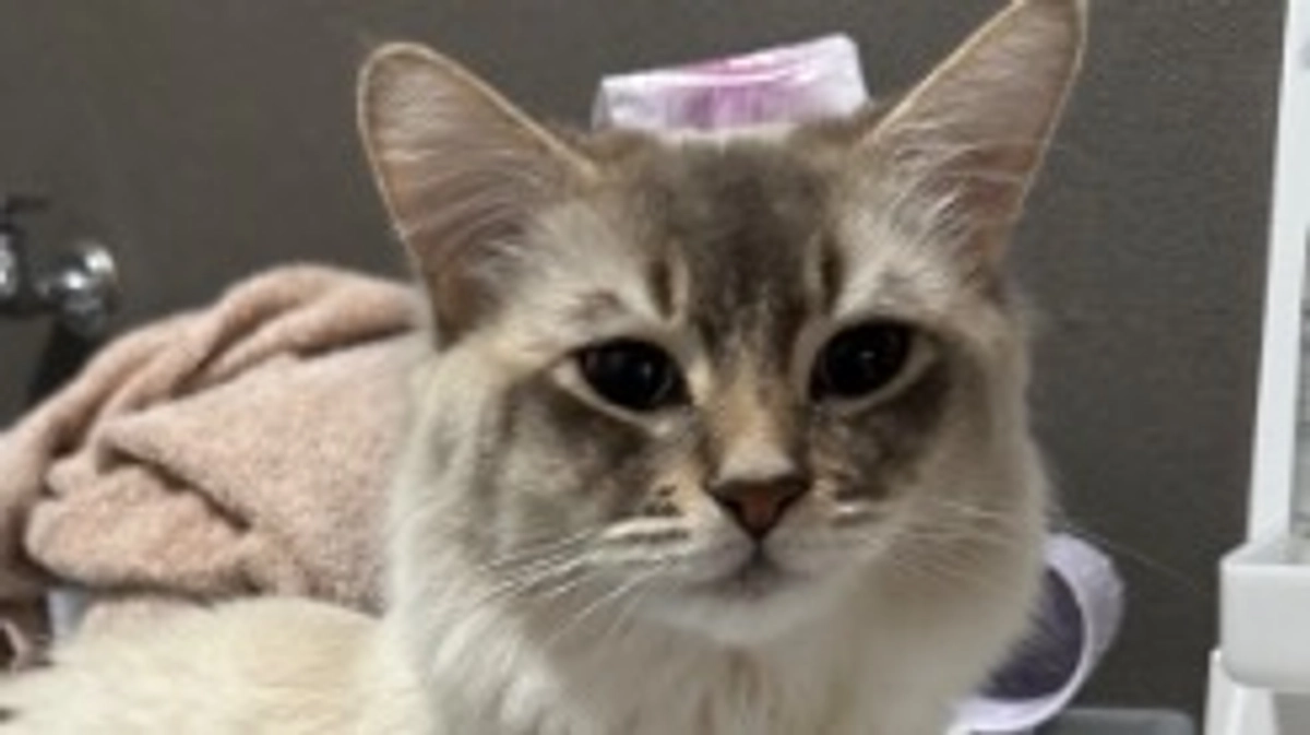 本日14時よりインスタライブ致します。