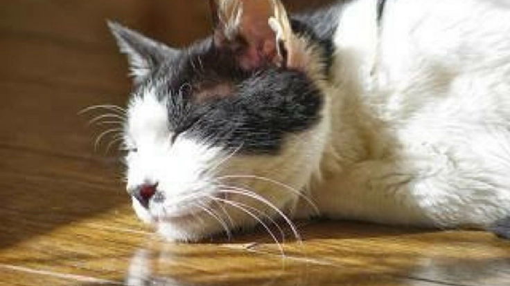 保護猫80匹に健康診断を受けさせ、一匹でも無駄な死を防ぎたい。