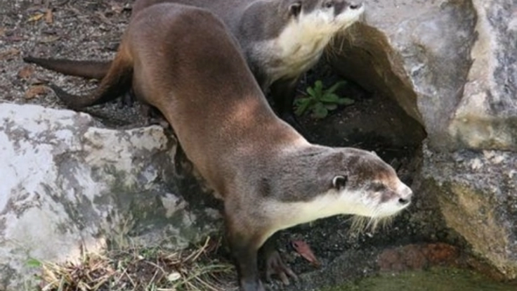絶滅したとされるニホンカワウソの生息を写真撮影で確認したい。