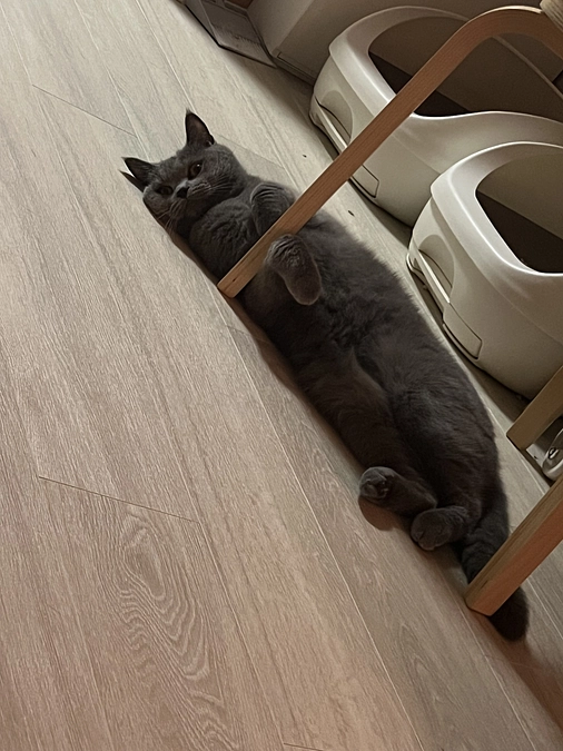 今日のドムくん