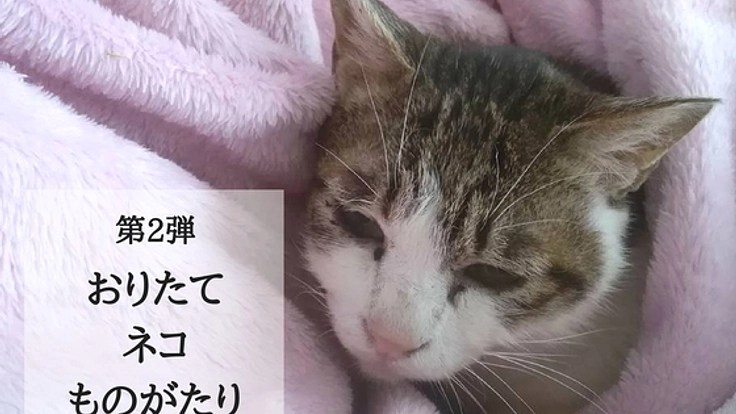 宮城の保護猫80匹に快適な環境を!保護施設の洗い場を改修したい