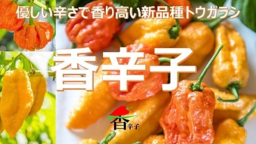 新品種トウガラシ「香辛子」を使用した調味料の開発 のトップ画像