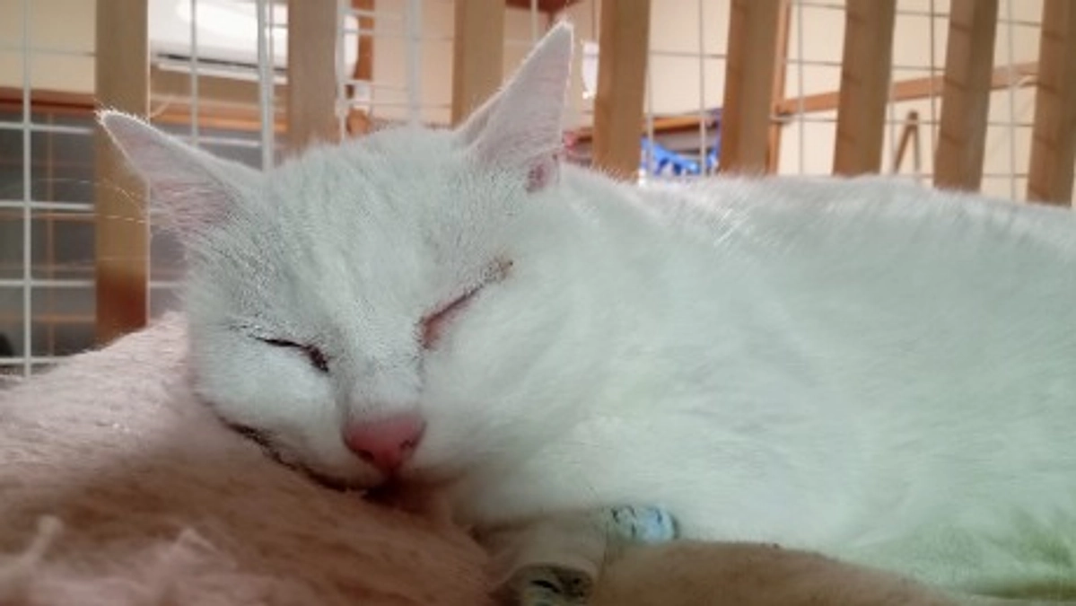 猫の保護依頼が有りました。