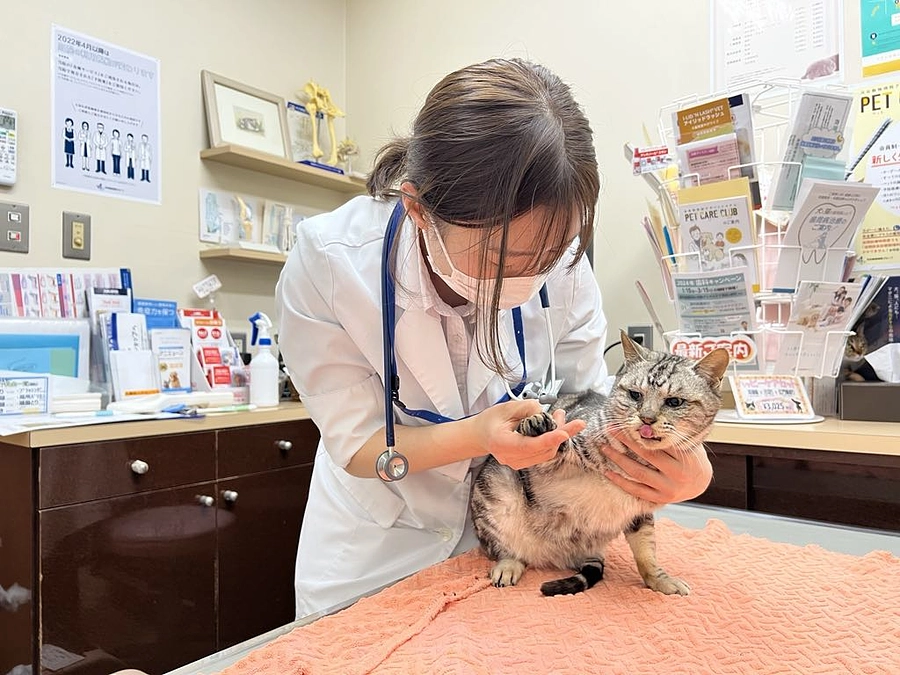 珠洲市からやって来た右前肢の指が１本欠損のハンちゃん、今は幸せです！
