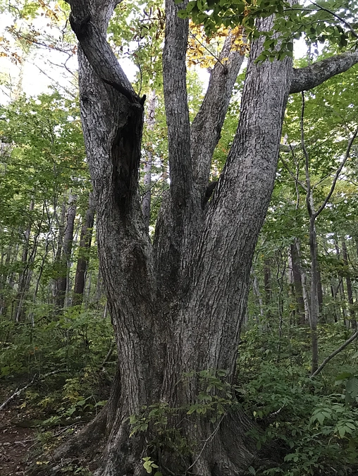 ミズナラ発見！