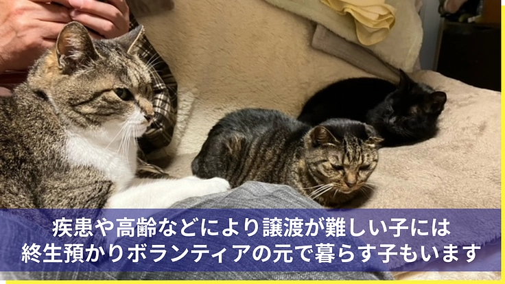 医療の充実と飼育環境を整備し、より多くの犬猫の命を繋ぎたい 7枚目