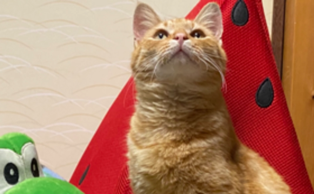 にゃんず応援ありがとうコース2