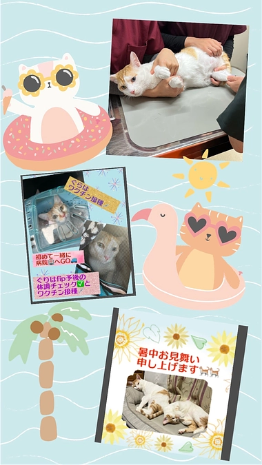 💎fip寛解3ヶ月の予後検診とぐりぐら一緒にワクチン接種に行きました