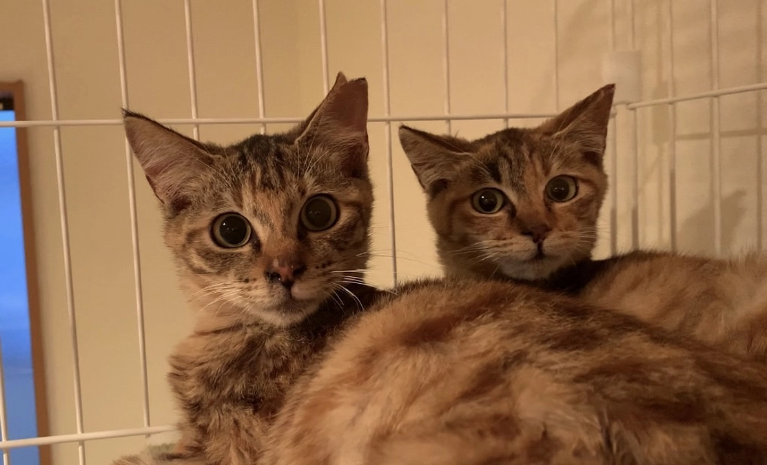 にこ＆おこ　トライアルが決まりました！！！