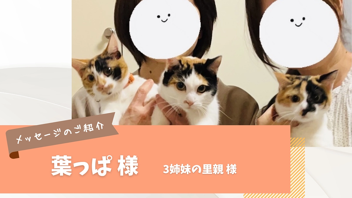 応援メッセージのご紹介｜葉っぱ 様（3姉妹の里親さま)