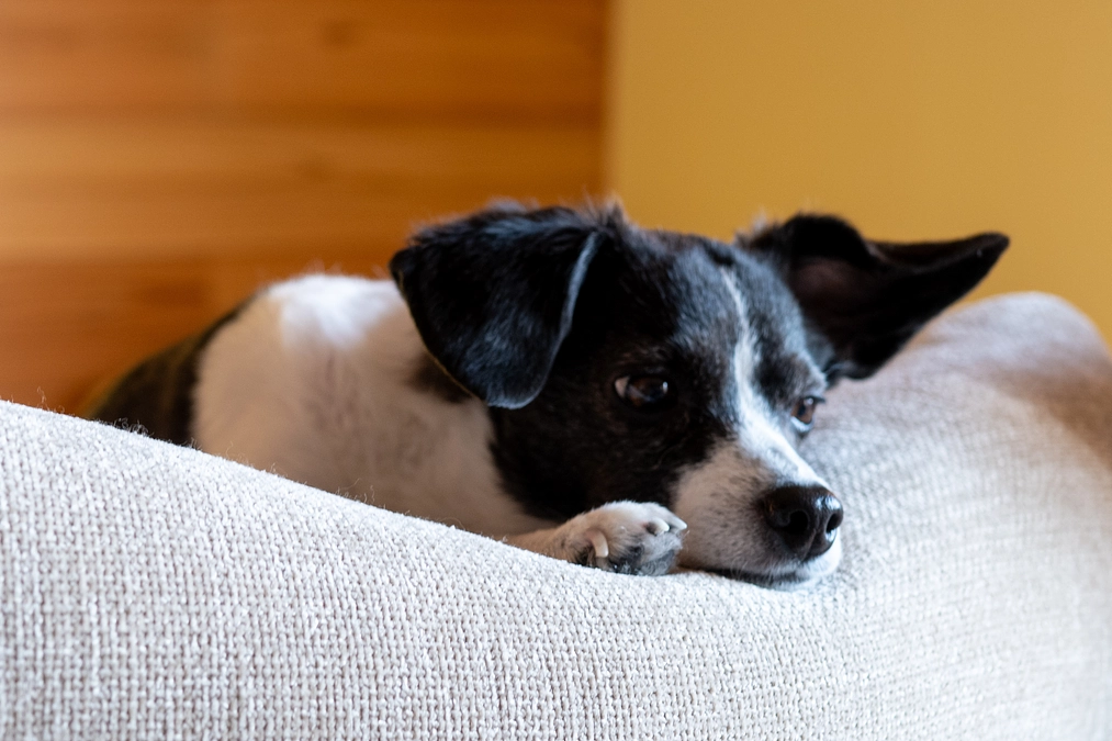 今日のニコちゃん