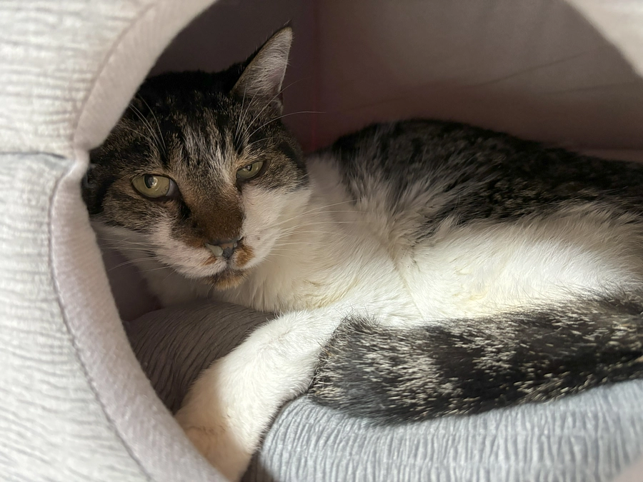 今日からチビにケージ生活してもらいます。