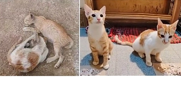 インドネシア路上猫たちリターンズ のトップ画像