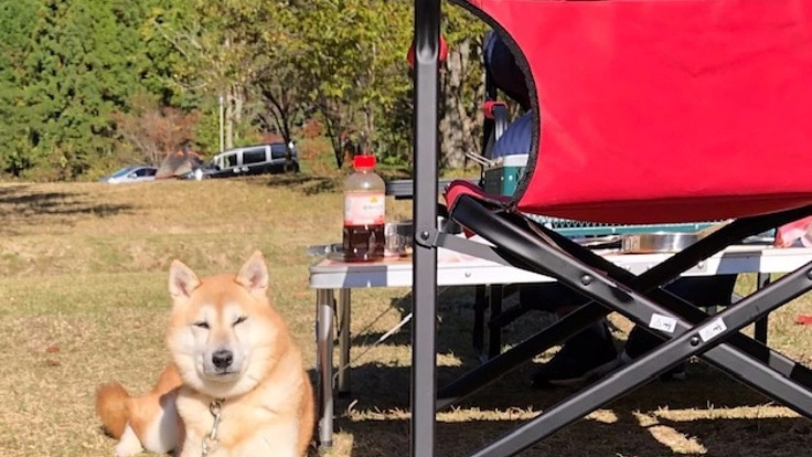 ワンちゃんとキャンプを楽しもう！