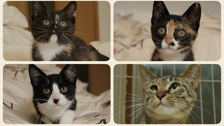 4匹の猫に適切な医療を