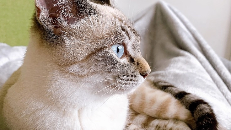 猫伝染性腹膜炎（FIP）投薬治療のためのご支援お願いします。