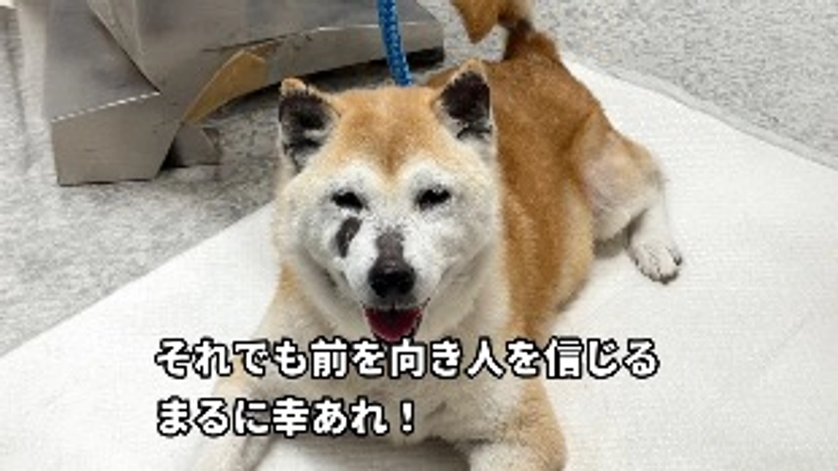 まる、健気に前向きに頑張っています！