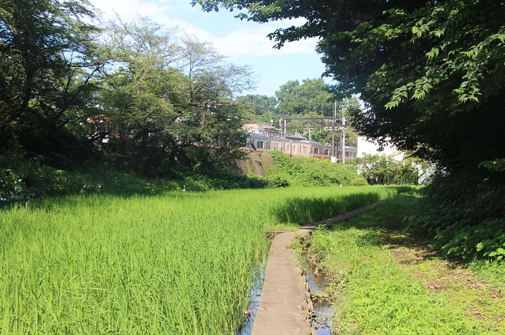 改修工事後のケルネル水田