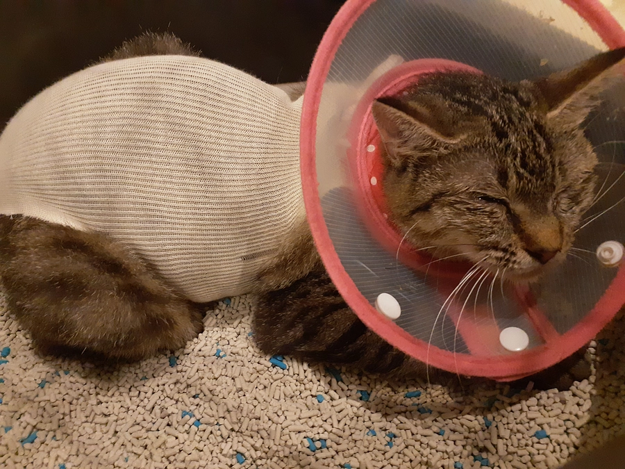 【こももちゃん】眼瞼、瞬膜癒着剥離、避妊について