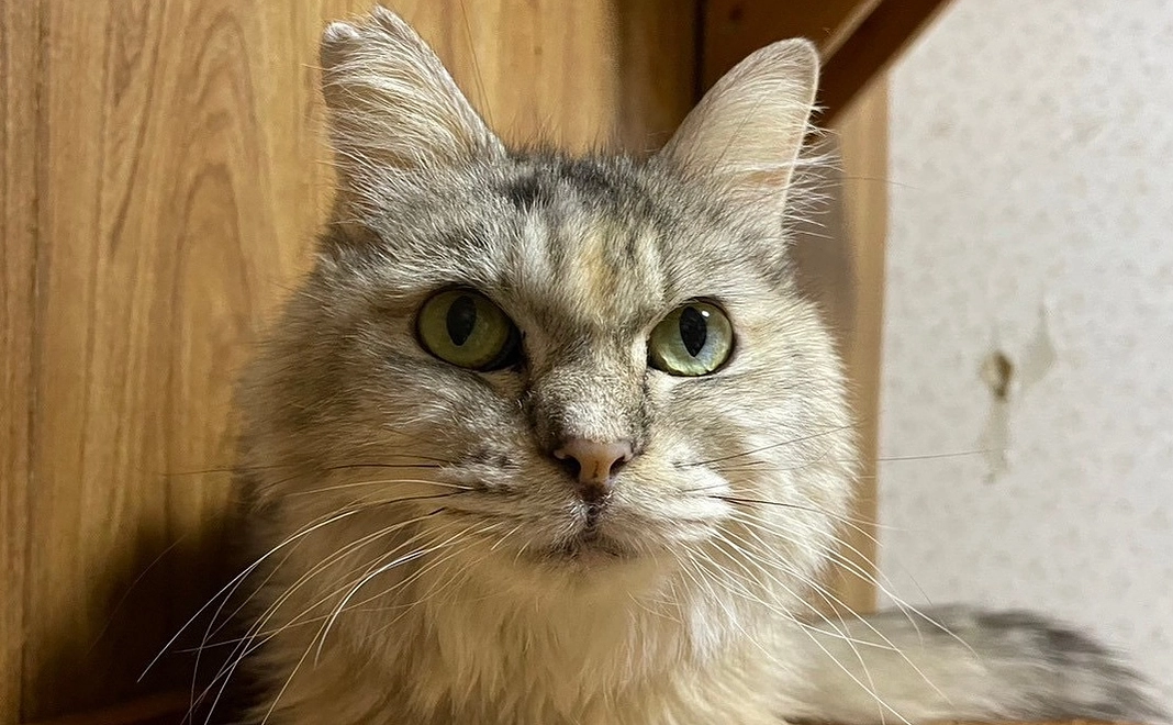 ハーツ 活動応援コース3000