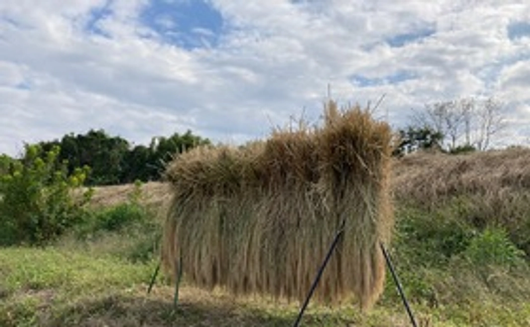 [3000円コース] 半夏生米を食べて元気になり日本を救おう④