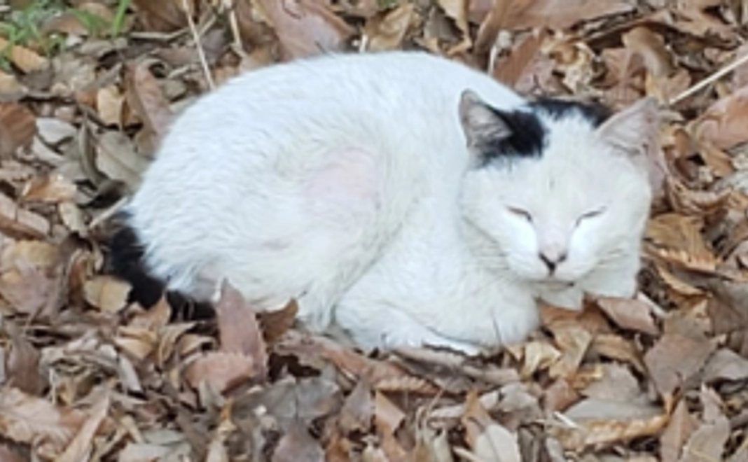 サンクスメール