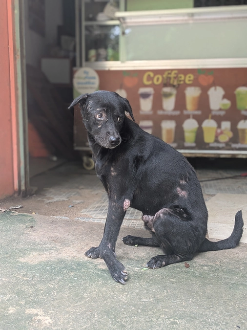 【ご支援ありがとうございました！】足の状態が悪い犬の見回り