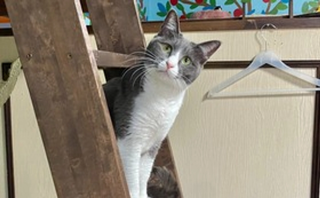 推しにゃんこ応援コース