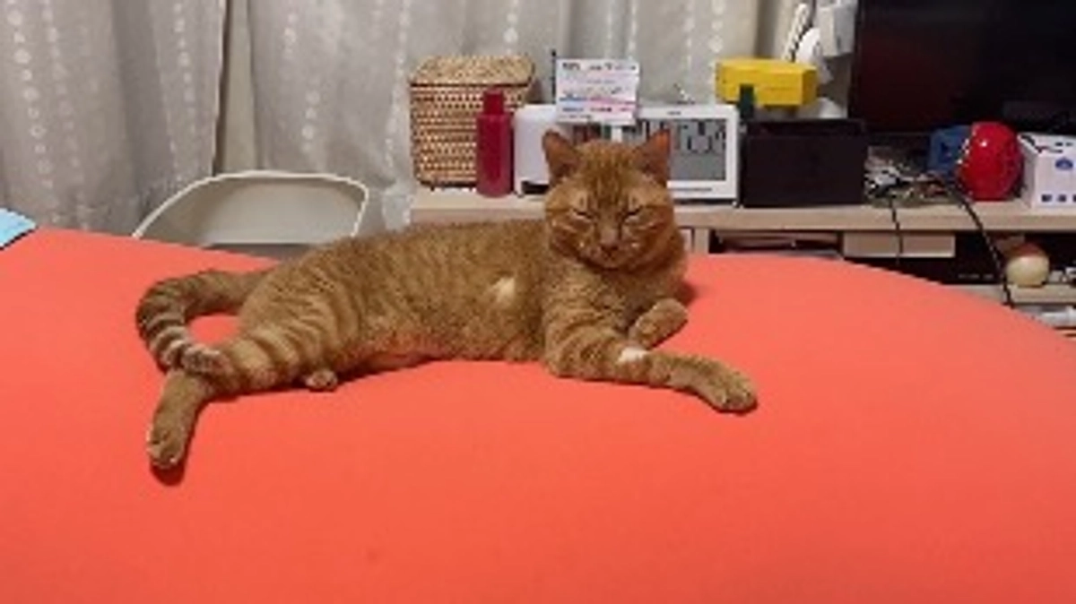 抗がん剤治療の翌朝の虎徹🐯