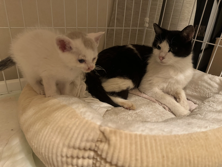 シンバとアテネの保護