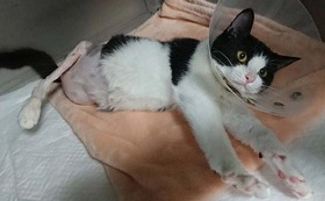 メルちゃんを応援A 感謝と経過報告のメール(写真1枚付き)