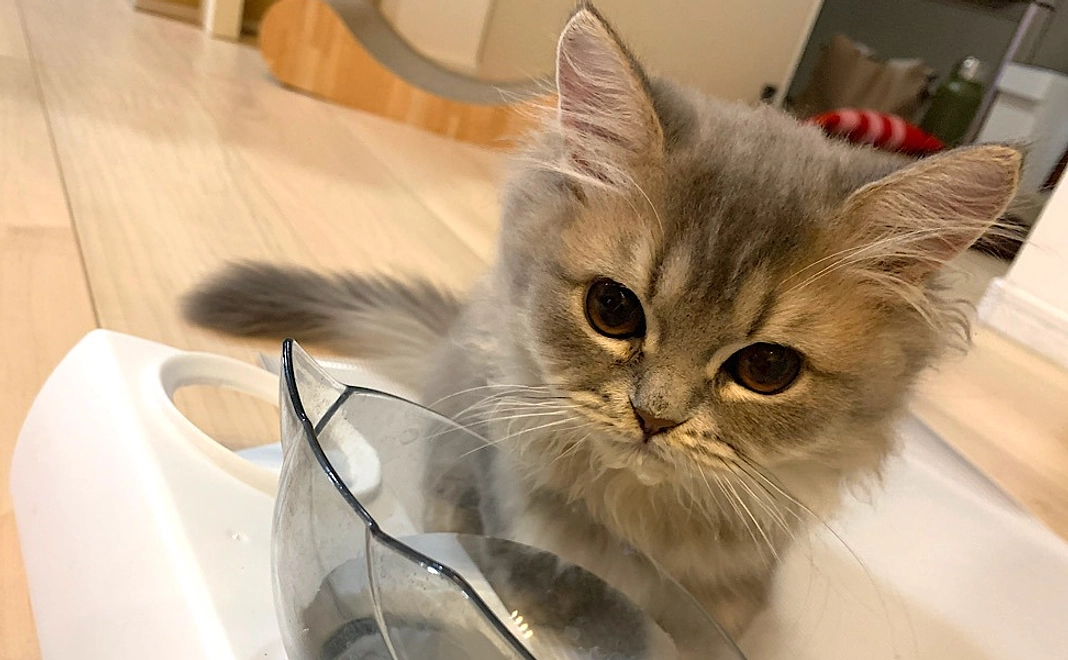 【感謝の気持ち4】ムクの写真付きメール＋近況報告